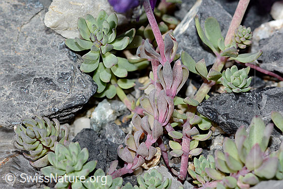 Photo: Linaria alpina. Leaves and stem.
