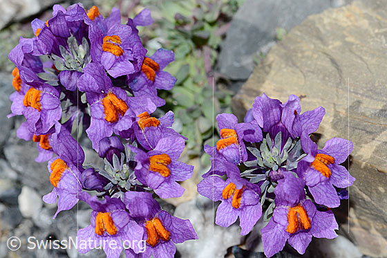 Photo: Linaria alpina. Whole plant (habiti)