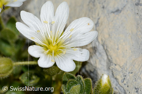 Foto: Einblütiges Hornkraut (Cerastium uniflorum). Blüte.