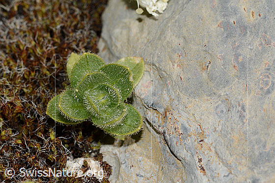 Foto: Einblütiges Hornkraut (Cerastium uniflorum). Blätter.