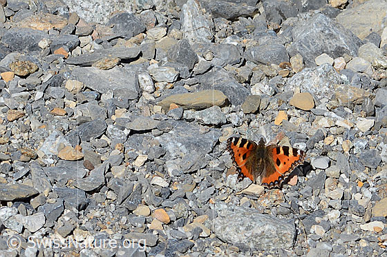 Foto: Kleiner Fuchs (Aglais urticae). Flügel halb geöffnet. Ansicht von oben.