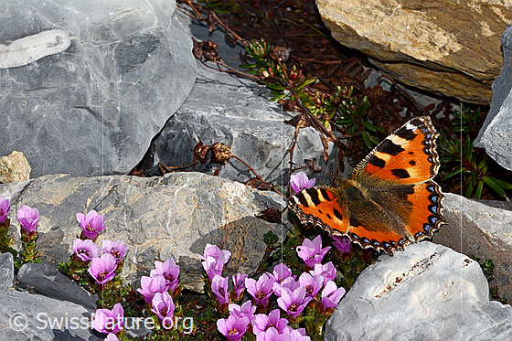 Photo: Aglais urticae on Saxifraga oppositifolia. Wings open. View from diagonally above.
