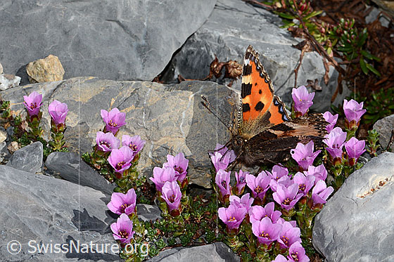 Foto: Kleiner Fuchs (Aglais urticae) auf Gegenblättrigem Steinbrech (Saxifraga oppositifolia). Flügel halb geöffnet. Ansicht von schräg vorne.