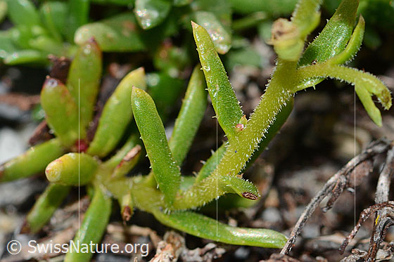 Foto: Bewimperter Steinbrech (Saxifraga aizoides). Stängel.