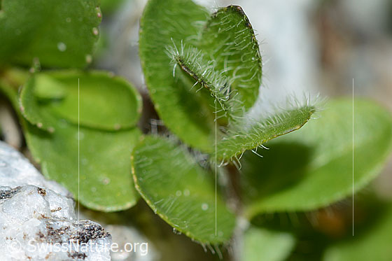 Foto: Alpen-Ehrenpreis (Veronica alpina). Blätter.