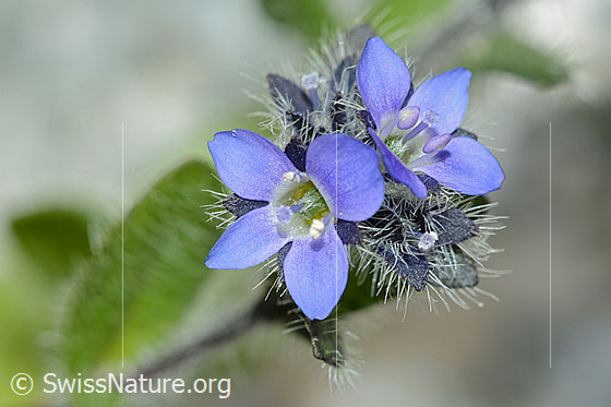 Foto: Alpen-Ehrenpreis (Veronica alpina). Blüten.