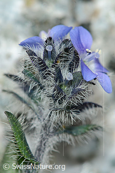 Foto: Alpen-Ehrenpreis (Veronica alpina). Blüten, Stängel und Blätter.