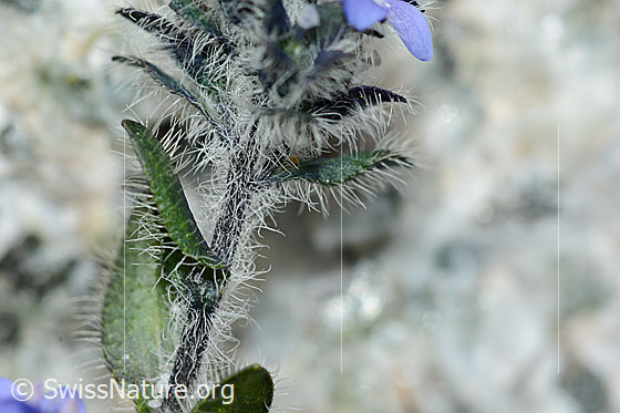 Foto: Alpen-Ehrenpreis (Veronica alpina). Stängel und Blätter.