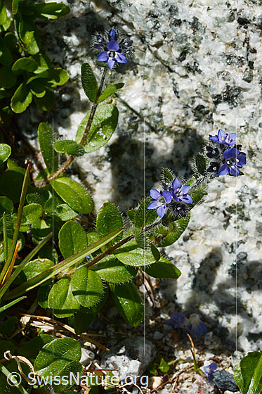 Foto: Alpen-Ehrenpreis (Veronica alpina).