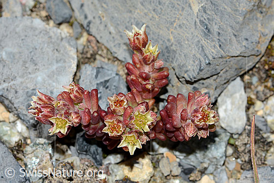 Foto: Dunkler Mauerpfeffer (Sedum atratum). Ganze Pflanze (Habitus). Ansicht von oben.