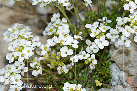 Photo: Pritzelago alpina. Blossoms.