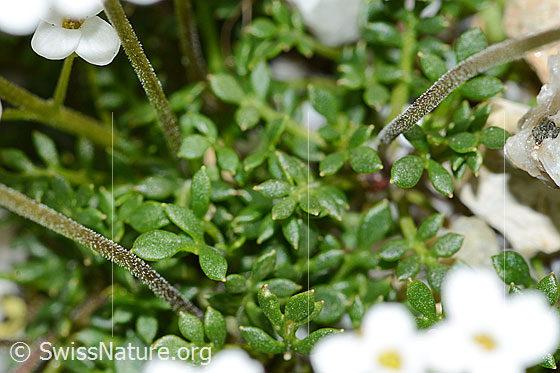 Photo: Pritzelago alpina. Leaves and stem.