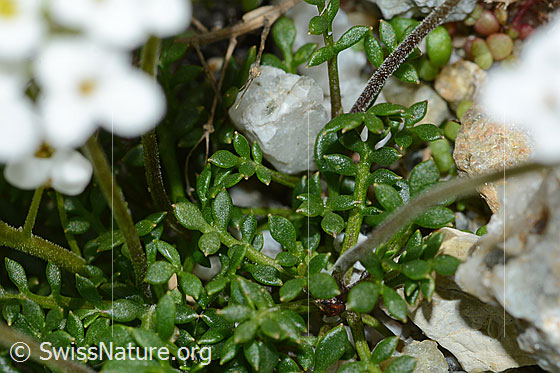 Foto: Alpen-Gämskresse (Pritzelago alpina). Blätter.
