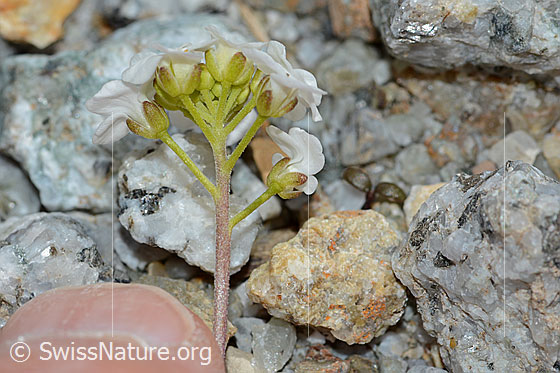 Photo: Pritzelago alpina. Stem and calyxes.