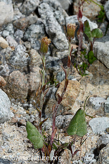 Foto: Huflattich (Tussilago farfara). Ganze Pflanze (Habitus). Fast verblüht.