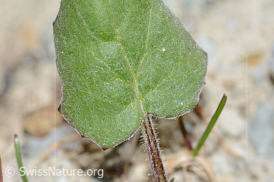 Photo: Tussilago farfara. Fresh leaf.
