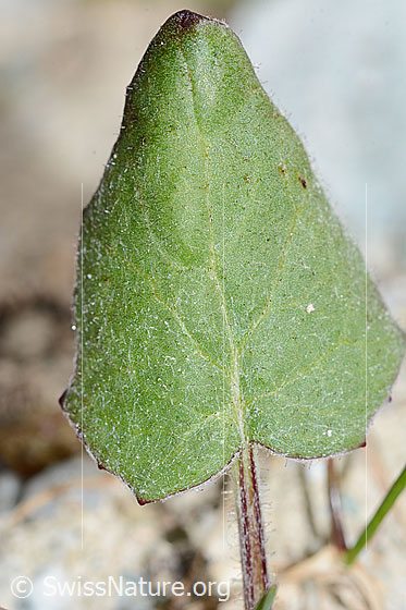 Foto: Huflattich (Tussilago farfara). Frisches Blatt.