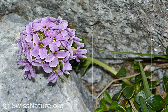Foto: Kriechendes Täschelkraut (Thlaspi rotundifolium). Blüten und Stängel.