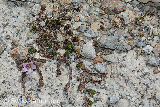 Foto: Gegenblättriger Steinbrech (Saxifraga oppositifolia). Ganze Pflanze (Habitus). Die Pflanze konnte trotz den schwierigen Bedinungen eine Blüte bilden.