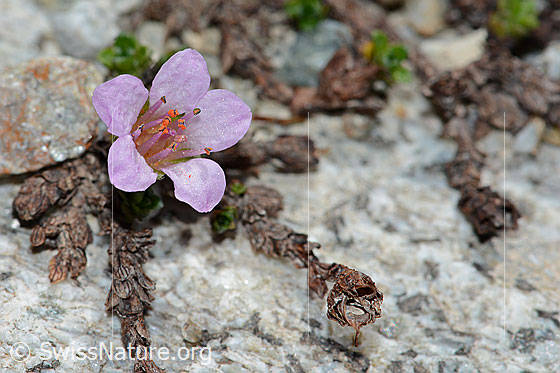 Foto: Gegenblättriger Steinbrech (Saxifraga oppositifolia). Geöffnete Blüte.