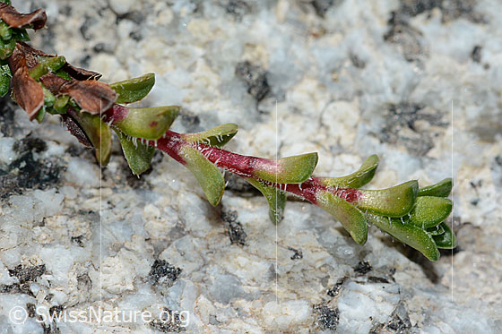 Foto: Gegenblättriger Steinbrech (Saxifraga oppositifolia). Ausläufer.