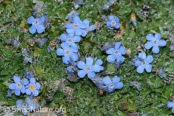 Photo: Eritrichium nanum. Cushion mit div. Blossoms.