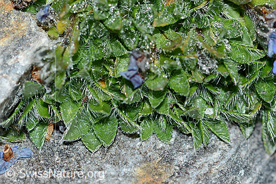 Photo: Eritrichium nanum. Zahlreiche leaves.