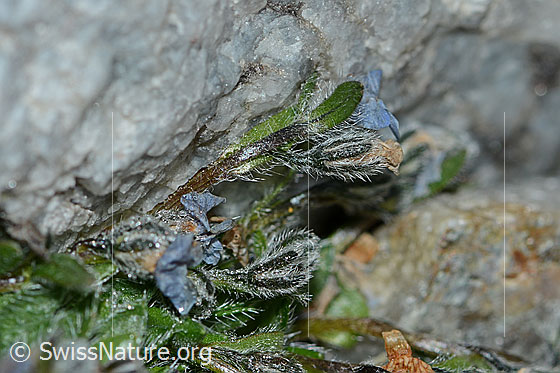 Foto: Himmelsherold (Eritrichium nanum). Almost faded specimen.