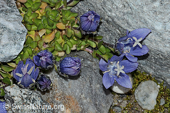 Photo: Campanula cenisia. Whole plant (habiti)