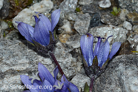 Photo: Campanula cenisia. Blossom, calyx and stem.