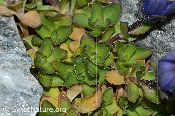 Photo: Campanula cenisia. Leaves.