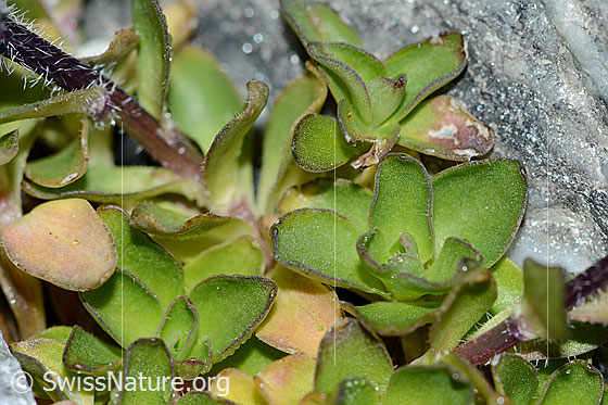 Photo: Campanula cenisia. Leaves and stem.