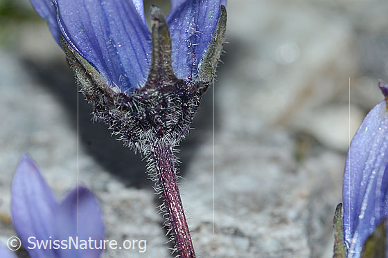 Photo: Campanula cenisia. Calyx and stem.