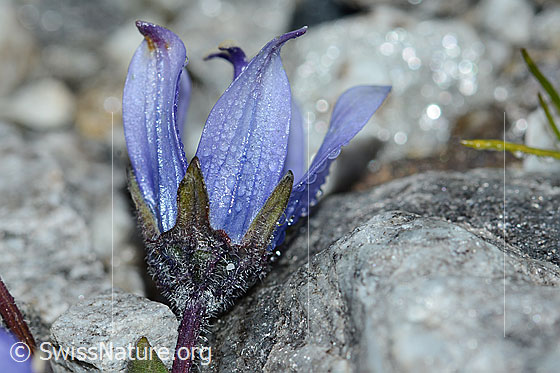 Photo: Campanula cenisia. Blossom and calyx. View from the side.