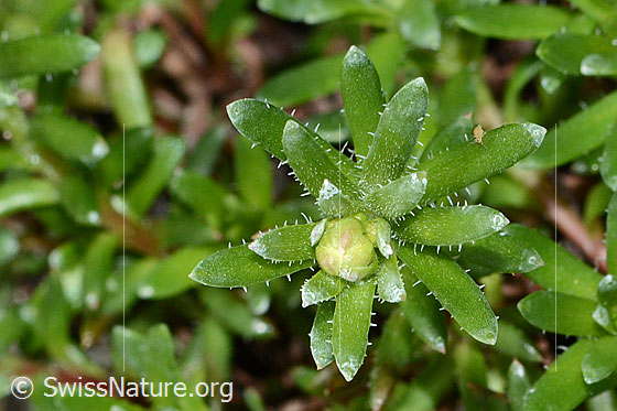 Photo: Saxifraga aizoides. Leaves and bud.
