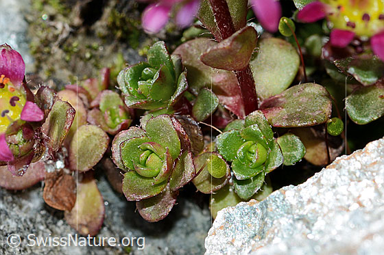 Foto: Zweiblütiger Steinbrech (Saxifraga biflora). Blätter und Stängel.