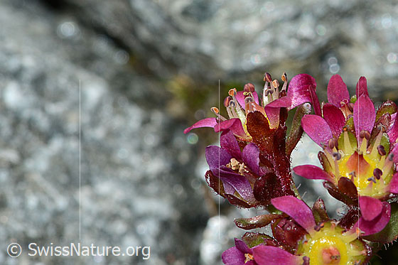 Foto: Zweiblütiger Steinbrech (Saxifraga biflora). Blüte und Kelch. Ansicht von der Seite.