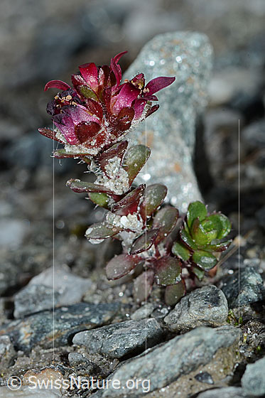 Foto: Zweiblütiger Steinbrech (Saxifraga biflora). Ganze Pflanze (Habitus). Höhe ca. 2.3cm. Ansicht von der Seite.