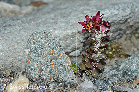 Foto: Zweiblütiger Steinbrech (Saxifraga biflora). Ganze Pflanze (Habitus). Höhe ca. 2.3cm. Ansicht von der Seite.