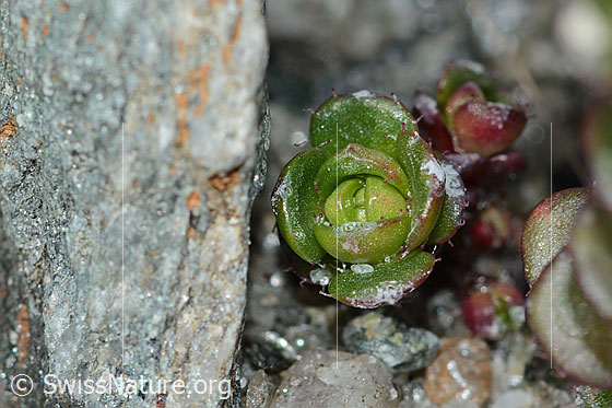 Foto: Zweiblütiger Steinbrech (Saxifraga biflora). Sprössling.