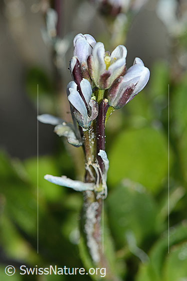 Foto: Bläuliche Gänsekresse (Arabis caerulea). Blüten. Ansicht von der Seite.