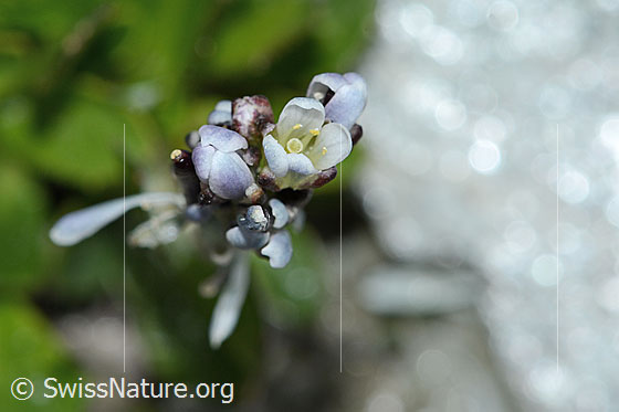 Foto: Bläuliche Gänsekresse (Arabis caerulea). Blüten. Ansicht von oben.