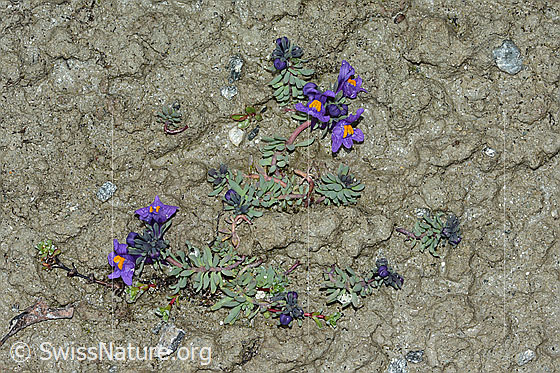 Foto: Alpen-Leinkraut (Linaria alpina). Ganze Pflanze (habitus). Ansicht von oben.