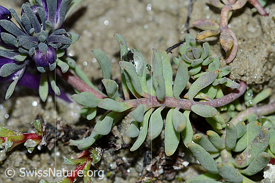 Foto: Alpen-Leinkraut (Linaria alpina). Stängel und Blätter.