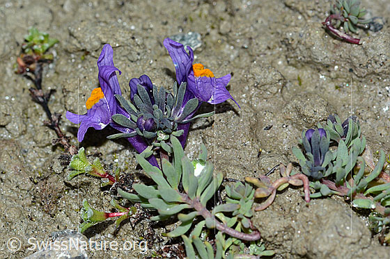 Foto: Alpen-Leinkraut (Linaria alpina)