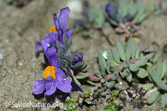 Foto: Alpen-Leinkraut (Linaria alpina). Blüte.