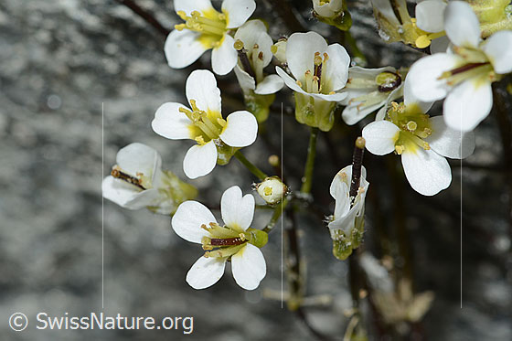 Foto: Alpen-Gänsekresse (Arabis alpina). Blüten.