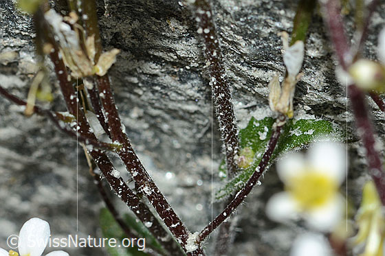 Foto: Alpen-Gänsekresse (Arabis alpina). Stängel.