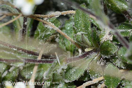 Foto: Alpen-Gänsekresse (Arabis alpina). Blätter und Stängel.