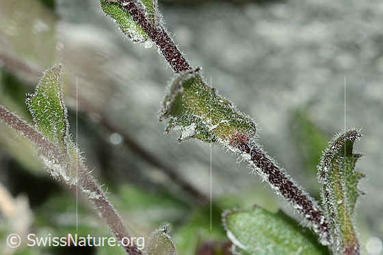 Foto: Alpen-Gänsekresse (Arabis alpina). Stängel und Stängelblätter.